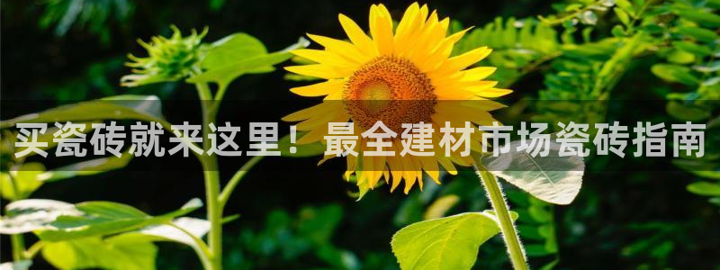 杏鑫平台代理