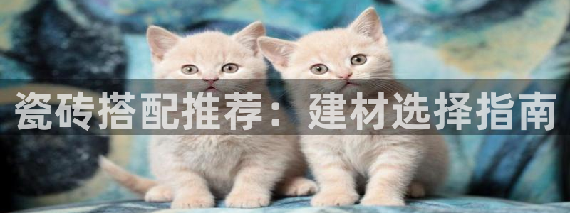 杏鑫平台野马联盟怎么样